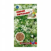 Nasiona i cebule - Kminek zwyczajny 0,5g / O / - miniaturka - grafika 1