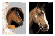 Szkolne artykuły papiernicze - TECZKA Z GUMKą A4 HORSES - miniaturka - grafika 1