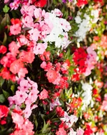 Nasiona i cebule - NIECIERPEK BALSAMINA waleriana mieszanka 1g p. PL130/12/210/4277A - miniaturka - grafika 1