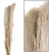 Sztuczne kwiaty - Trawa pampasowa 3szt naturalna150cm - miniaturka - grafika 1