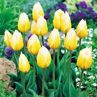 Nasiona i cebule - Tulipan Niski Sweet Heart 5 szt Tulipany cebulki tulipanów - miniaturka - grafika 1