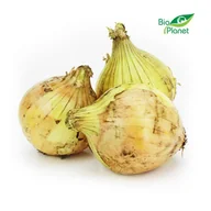 Warzywa świeże i suszone - ŚWIEŻE Lumarko Cebula Żółta Świeża Bio (Polska) (Około 1,00 Kg)! 3992 Bio - miniaturka - grafika 1