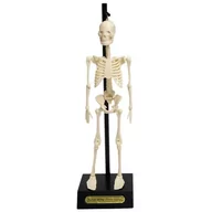 Mały naukowiec - Rex London Anatomiczny model szkieletu, Rex London 24787 - miniaturka - grafika 1