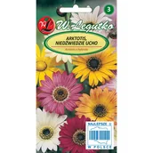 Nasiona i cebule - Legutko sp. z o.o Nasiona Arktotis Niedźwiedzie ucho mieszanka, 0,5g - miniaturka - grafika 1