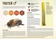Akcesoria BHP - Średnia tablica edukacyjna TRUTEŃ - wzór F248 - miniaturka - grafika 1