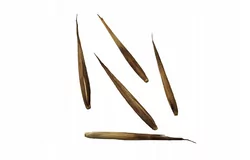 Nasiona Bambus Mrozoodporny Phyllostachys bambusa - Ceny i opinie na  Skapiec.pl