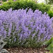Nasiona i cebule - Nepeta Kocimiętka Kit Cat 1 szt. doniczka P11 - miniaturka - grafika 1