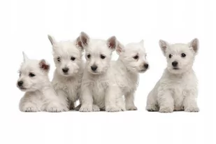 Naklejki z psami psy pieski puppies Szczeniaczki 2, 50x23 cm - Naklejki na ścianę Naklejki z psami psy pieski puppies Szczeniaczki 2, 50x23 cm - Naklejki na ścianę - miniaturka - grafika 1