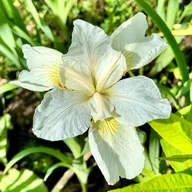 Nasiona i cebule - Irys syberyjski Biały 'White Swirl' W DONICZCE 2L (Iris sibirica) Kosaciec - miniaturka - grafika 1