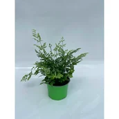 Kwiaty doniczkowe - Pteris evergemensis - miniaturka - grafika 1