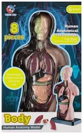 Zabawki kreatywne - Zestaw naukowca Anatomia człowieka - miniaturka - grafika 1