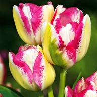 Nasiona i cebule - Tulipan Wielokwiatowy Del Piero 5 szt cebulki Tulipany - miniaturka - grafika 1