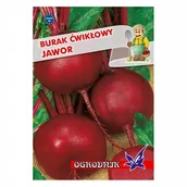 Nasiona i cebule - Burak kulisty Jawor 10g / O / - miniaturka - grafika 1