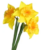 Sztuczne kwiaty - ŻONKILE ŻONKIL SZTUCZNE KWIATY GAŁĄZKA ROŚLINA 3 GŁÓWKI - miniaturka - grafika 1