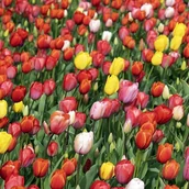 Nasiona i cebule - Tulipan Darwina polski mieszanka mix 50 szt.10/11 cebulki tulipanów cebule - miniaturka - grafika 1