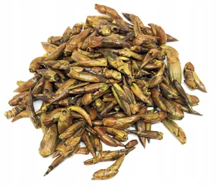 PĄCZKI TOPOLI CZARNEJ CAŁE SUSZONE 500 G 100% - Przyprawy i zioła sypkie - miniaturka - grafika 1