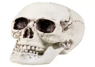 Aster Aster, czaszka z ruchomą szczęką 17 x 15 cm - Stroje karnawałowe - miniaturka - grafika 1