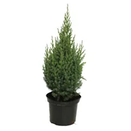 Jałowiec chiński stricta doniczka: 3 L wys. 30-40 cm