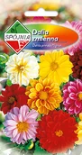 Nasiona i cebule - Nasiona Dalia Zmienna Mignon Mieszanka 1G Spójnia - miniaturka - grafika 1