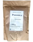 Nasiona na kiełki - Toraf Nasiona na kiełki PSZENICA 1 kg Nas000461 - miniaturka - grafika 1