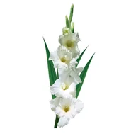 Nasiona i cebule - Mieczyk Prosperity 1 sztuka biały - miniaturka - grafika 1