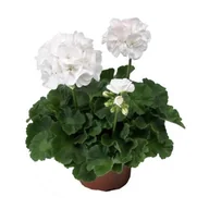 Kwiaty doniczkowe - Pelargonia rabatowa Classic White - miniaturka - grafika 1