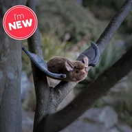 Maskotki i pluszaki - ANIMIGOS WORLD OF NATURE BAT - miniaturka - grafika 1