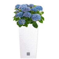 Donice - Doniczka wysoka wkład rattan 22,5x22,5x42,1 cm biały - miniaturka - grafika 1