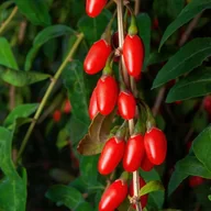 Sadzonki drzew krzewów - Jagoda Goji 'Big Berry' Duże owoce (Lycium barbarum) Doniczka 2.0L - miniaturka - grafika 1