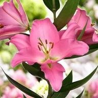 Nasiona i cebule - Lilia orientalna Ibiza XXL (20/22) 1 szt. cebule cebulki lilii lilie - miniaturka - grafika 1