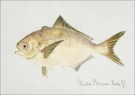 Plakaty - Antique fish seriolella punctata silver warehou, F. E. Clarke - plakat 40x30 cm - miniaturka - grafika 1