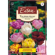 Nasiona i cebule - Tulipan pełny mix 12 sztuki Eden - miniaturka - grafika 1