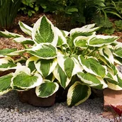 Nasiona i cebule - Hosta Funkia Patriot 1 szt. sadzonka sadzonki - miniaturka - grafika 1