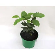 Kwiaty doniczkowe - Liść Laurowy wys. 40 cm don. 15 cm - miniaturka - grafika 1