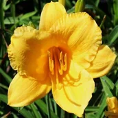 Nasiona i cebule - Hemerocallis Liliowiec Stella d'Oro 1 szt. sadzonka sadzonki - miniaturka - grafika 1