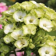 Nasiona i cebule - Phlox Płomyk Orchid Green 1 szt kłącza - miniaturka - grafika 1