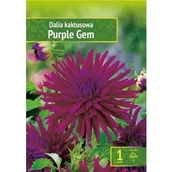 Nasiona i cebule - Dahlia - Dalia Purple Gem Wybór ""I"" 1 Szt. - miniaturka - grafika 1