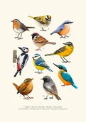 Obrazy i zdjęcia - Plakat Ptaki 30x40 cm - miniaturka - grafika 1