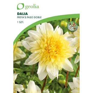 Dalia Paso Doble 1 szt. cebulki kwiatów Geolia - Nasiona i cebule - miniaturka - grafika 1
