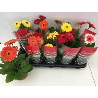 Kwiaty doniczkowe - Gerbera doniczka 12 cm mix - miniaturka - grafika 1