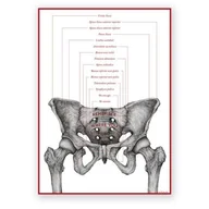 Mapy i plansze edukacyjne - Plakat anatomiczny - Miednica żeńska - REMEMBER - Marta Pawelec - miniaturka - grafika 1