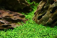 Dekoracje do akwarium - Glossostigma Elatinoides Kubek 5cm in vitro Trawnik - miniaturka - grafika 1