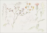 Plakaty - Galeria Plakatu, Plakat, Studies of Meadow Flowers, Samuel Colman, 80x60 cm - miniaturka - grafika 1