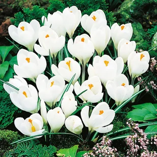 Krokus Biały 100 szt Krokusy cebulki krokusów - Nasiona i cebule - miniaturka - grafika 1