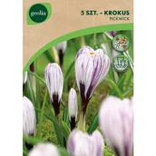 Nasiona i cebule - Krokus Pickweek 7/8 5szt. Cebulki kwiatów Geolia - miniaturka - grafika 1