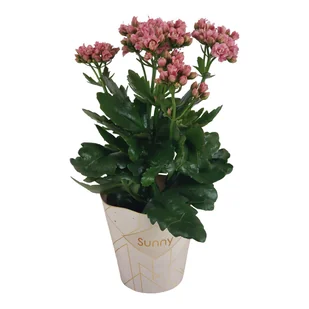 Żyworódka Kalanchoe Sunny mix 40-50cm - Nasiona i cebule - miniaturka - grafika 1