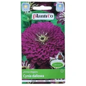 Nasiona i cebule - CYNIA wytworna daliowa Purple Prince FIOLETOWA - nasiona PlantiCo 1g - miniaturka - grafika 1