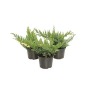 Sadzonki drzew krzewów - Jałowiec chin. Expansa Variegata - miniaturka - grafika 1