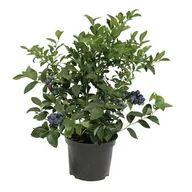 Kwiaty doniczkowe - Borówka amerykańska don. 1,5 l - miniaturka - grafika 1