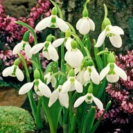 Nasiona i cebule - Galanthus Przebiśnieg Elwesii 5 szt cebulki cebule - miniaturka - grafika 1